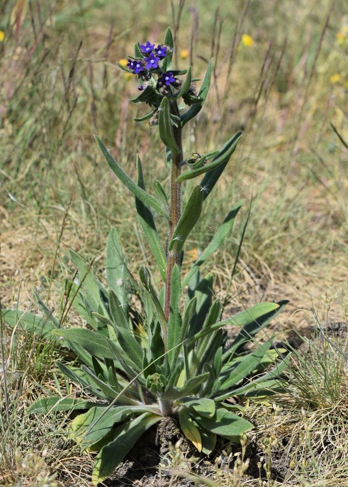 Anchusa officinalis